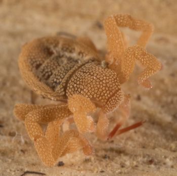 Media type: image; Invertebrate Zoology 143922
